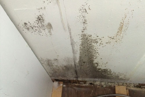 mold inspection services in a home